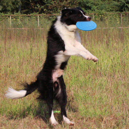 Dog Frisbee